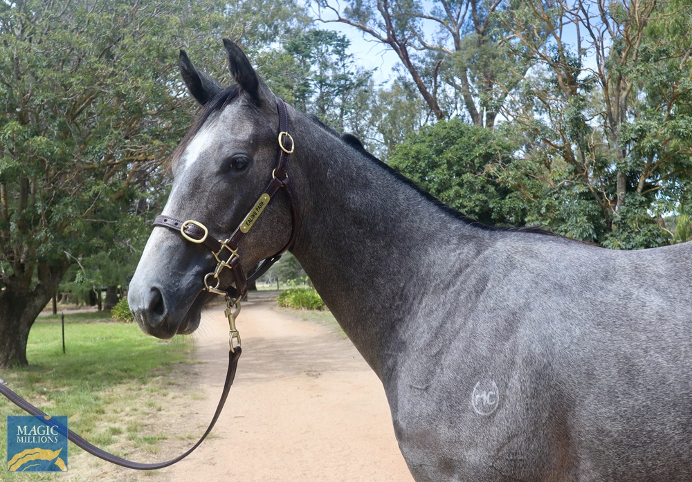 2021 Adelaide Yearling Sale Lot 362 Crackerjack King (IRE